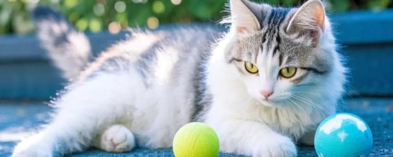 猫尾巴上有硬疙瘩的原因，可能是寄生虫感染、蚊虫叮咬等因素造成