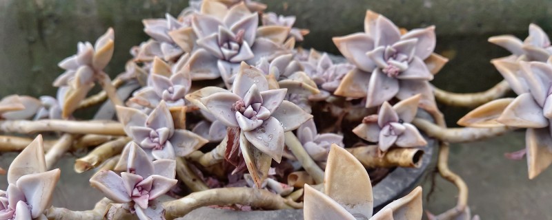 多肉胧月与姬胧月的区别,颜色和形态均不同