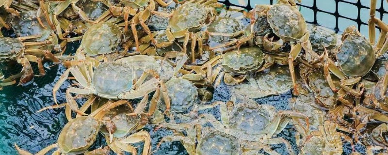 螃蟹长了蟹奴怎么处理，要及时更换水质