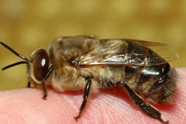 雄蜂的活动场所，在雄蜂圈中与蜂王交尾