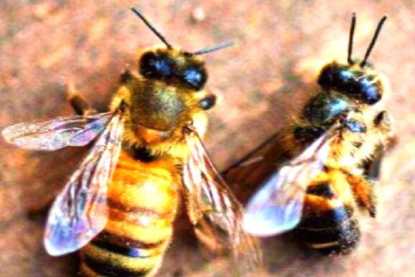 雄蜂的活动场所，在雄蜂圈中与蜂王交尾