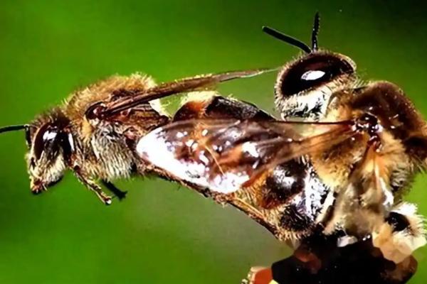 雄蜂的活动场所，在雄蜂圈中与蜂王交尾