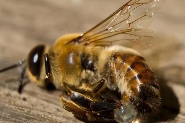 雄蜂的活动场所，在雄蜂圈中与蜂王交尾