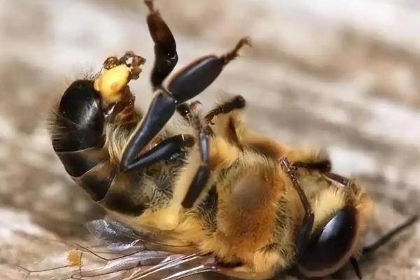 雄蜂的活动场所，在雄蜂圈中与蜂王交尾