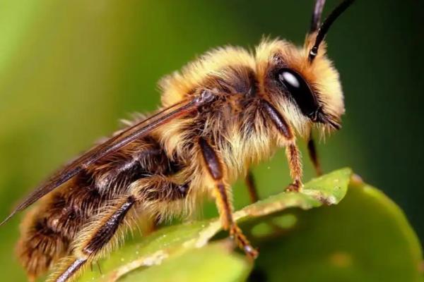 雄蜂的活动场所，在雄蜂圈中与蜂王交尾