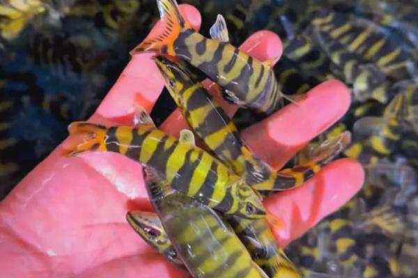 泥鳅的品种，常见的有中华沙鳅、大斑花鳅等