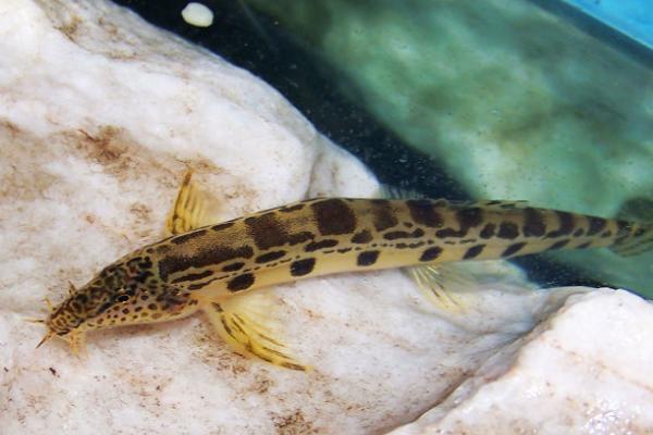 泥鳅的品种，常见的有中华沙鳅、大斑花鳅等