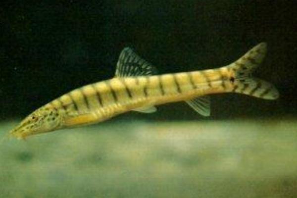 泥鳅的品种，常见的有中华沙鳅、大斑花鳅等