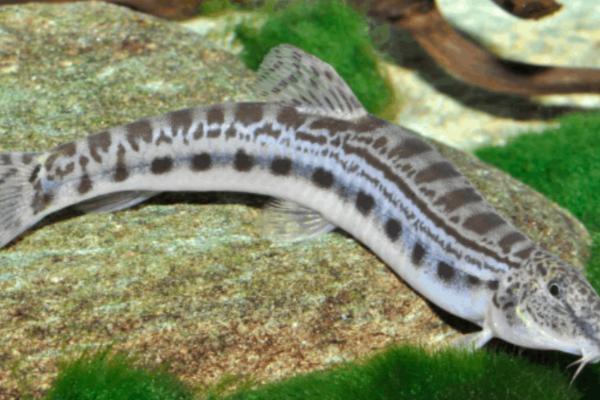 泥鳅的品种，常见的有中华沙鳅、大斑花鳅等