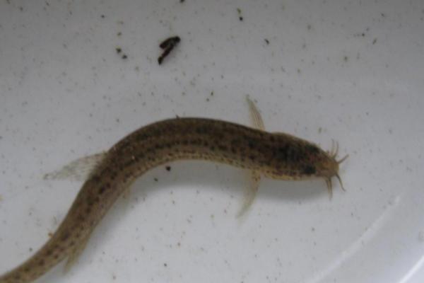 泥鳅的品种，常见的有中华沙鳅、大斑花鳅等