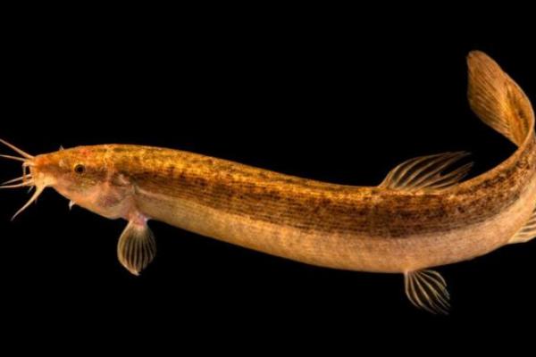 泥鳅的品种，常见的有中华沙鳅、大斑花鳅等