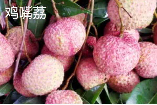 优质的荔枝品种，有妃子笑、鸡嘴荔等