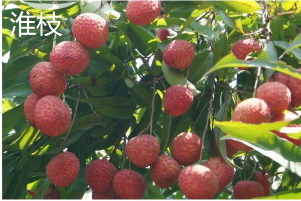 优质的荔枝品种，有妃子笑、鸡嘴荔等