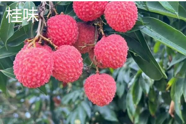 优质的荔枝品种，有妃子笑、鸡嘴荔等