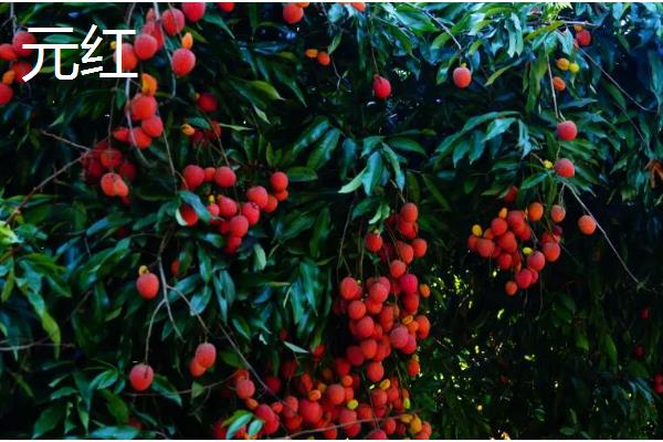 优质的荔枝品种，有妃子笑、鸡嘴荔等