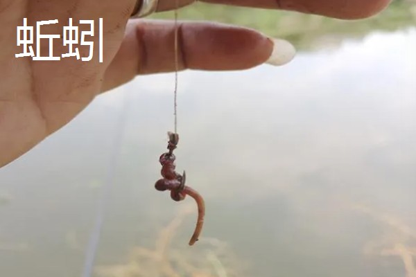 野生龙虾喜欢吃什么饵，喜欢吃蚯蚓、田螺等