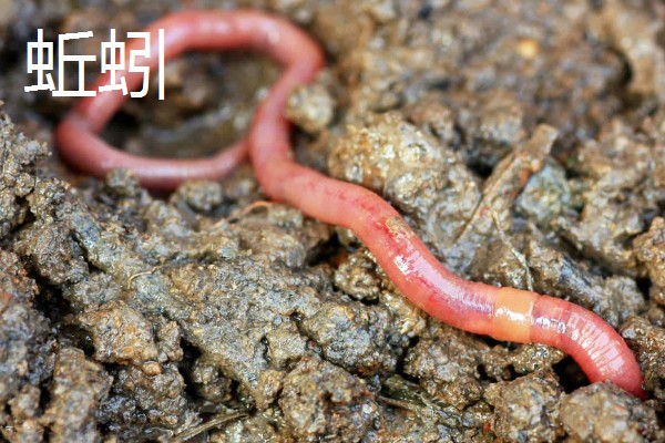 野生龙虾喜欢吃什么饵，喜欢吃蚯蚓、田螺等