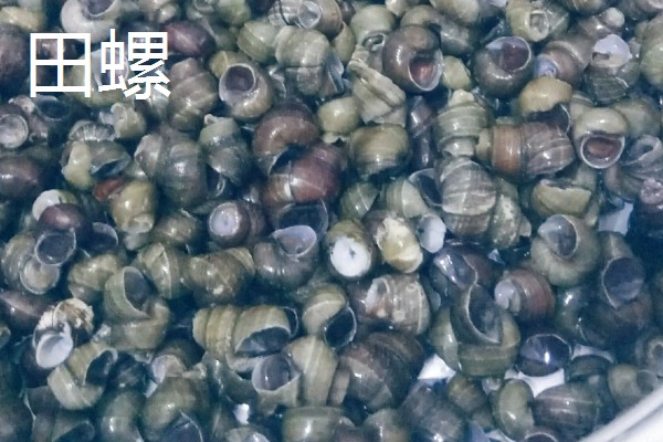 野生龙虾喜欢吃什么饵，喜欢吃蚯蚓、田螺等