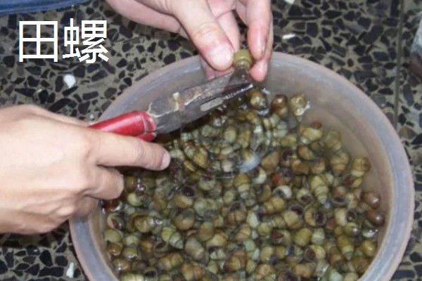 野生龙虾喜欢吃什么饵，喜欢吃蚯蚓、田螺等