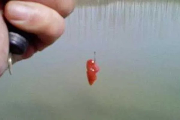 野生龙虾喜欢吃什么饵，喜欢吃蚯蚓、田螺等