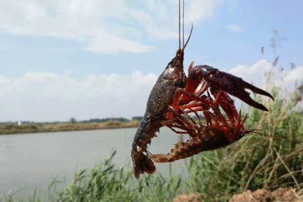 野生龙虾喜欢吃什么饵，喜欢吃蚯蚓、田螺等