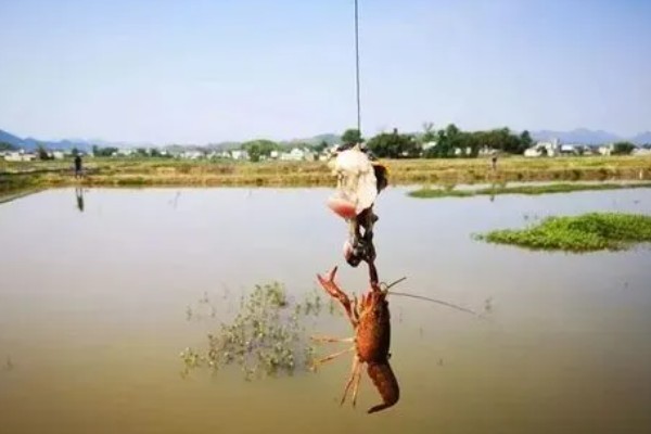 野生龙虾喜欢吃什么饵，喜欢吃蚯蚓、田螺等