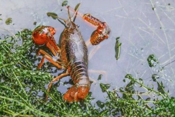 野生龙虾喜欢吃什么饵，喜欢吃蚯蚓、田螺等