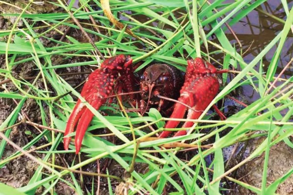 野生龙虾喜欢吃什么饵，喜欢吃蚯蚓、田螺等