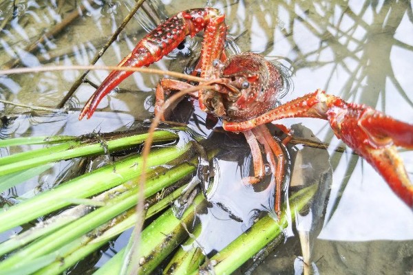 野生龙虾喜欢吃什么饵，喜欢吃蚯蚓、田螺等