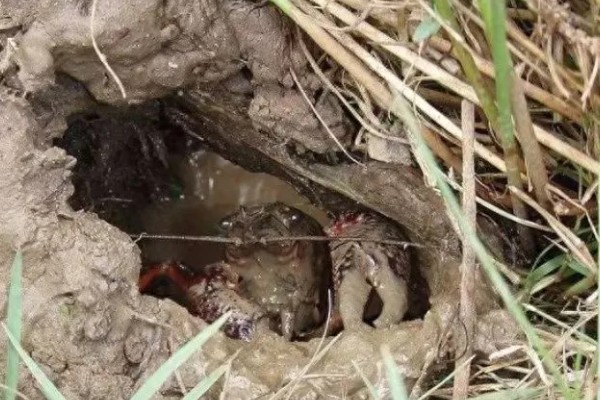 野生龙虾喜欢吃什么饵，喜欢吃蚯蚓、田螺等