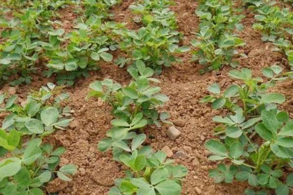 四粒红花生的生长期，一般在100-115天左右