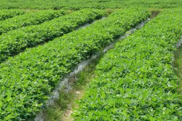 四粒红花生的生长期，一般在100-115天左右