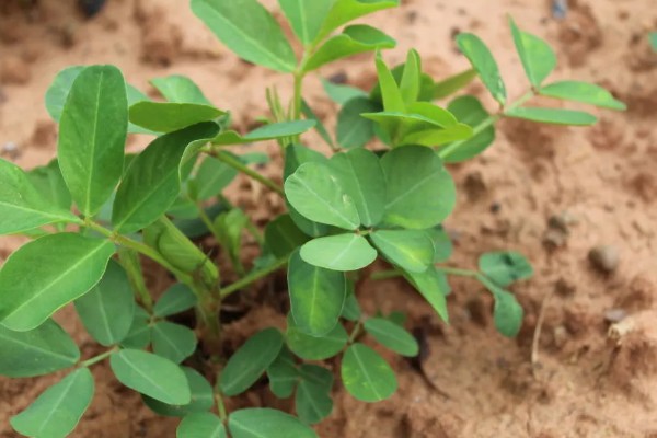 四粒红花生的生长期，一般在100-115天左右