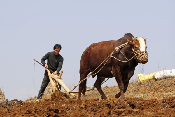 四粒红花生的生长期，一般在100-115天左右