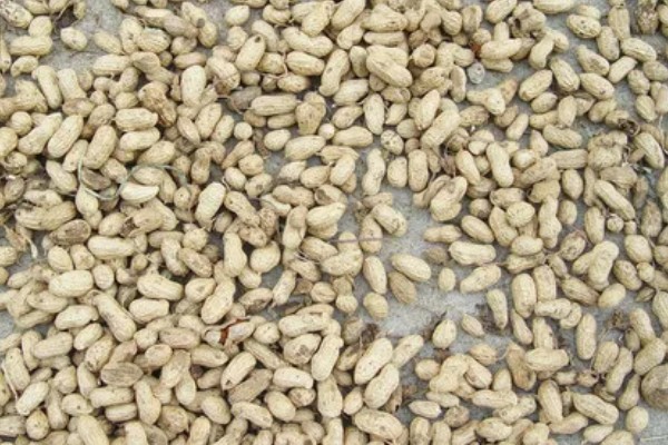 四粒红花生的生长期，一般在100-115天左右