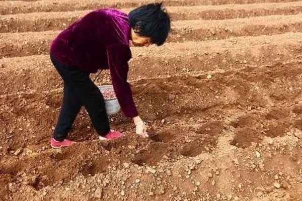 四粒红花生的生长期，一般在100-115天左右