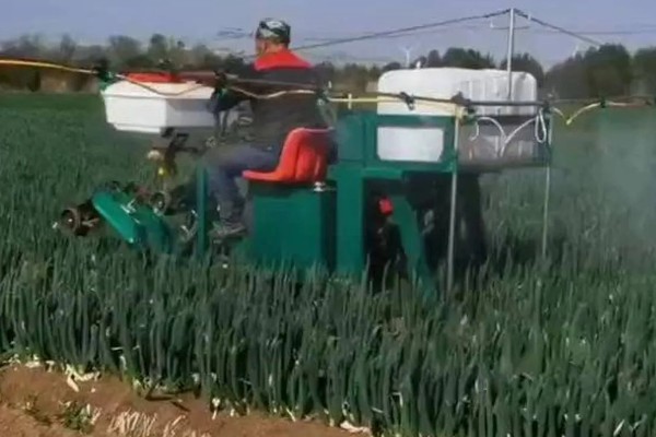 大葱高温时期的管理方法，应控制浇水