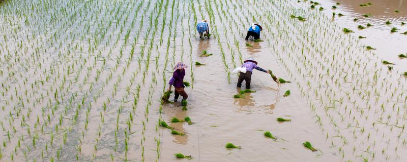 夏季有什么农活，7月份要注意对大棚蔬菜通风降温