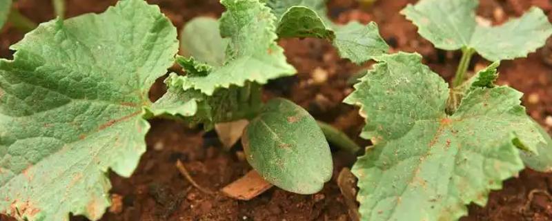 丝瓜苗叶子发黄如何处理，营养不良需追施氮磷钾复合肥
