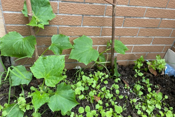 丝瓜苗叶子发黄如何处理,营养不良需追施氮磷钾复合肥