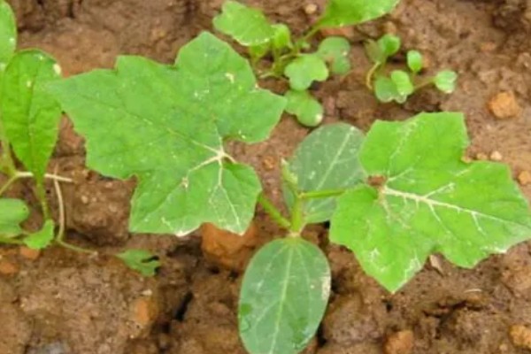 丝瓜苗叶子发黄如何处理,营养不良需追施氮磷钾复合肥