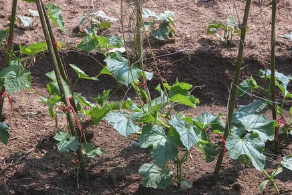 丝瓜苗叶子发黄如何处理,营养不良需追施氮磷钾复合肥