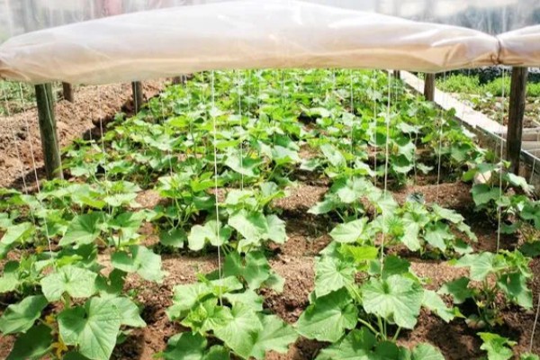 丝瓜苗叶子发黄如何处理,营养不良需追施氮磷钾复合肥