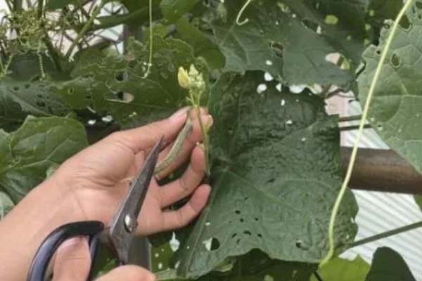 丝瓜苗叶子发黄如何处理,营养不良需追施氮磷钾复合肥