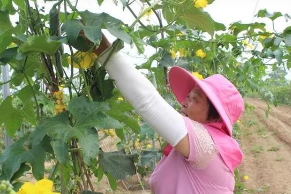 丝瓜苗叶子发黄如何处理,营养不良需追施氮磷钾复合肥