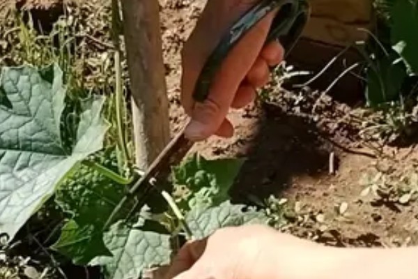 丝瓜苗叶子发黄如何处理,营养不良需追施氮磷钾复合肥