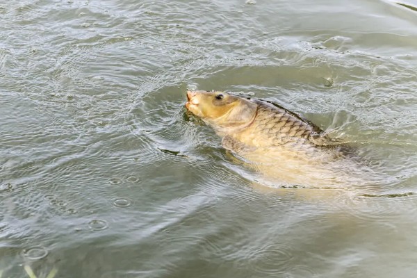 鲤鱼对水质要求高吗，对水质的要求比较低