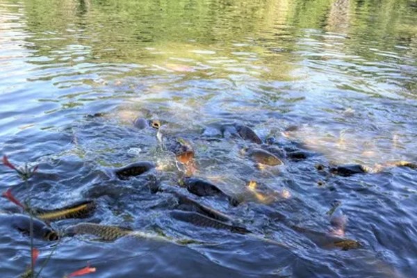 鲤鱼对水质要求高吗，对水质的要求比较低