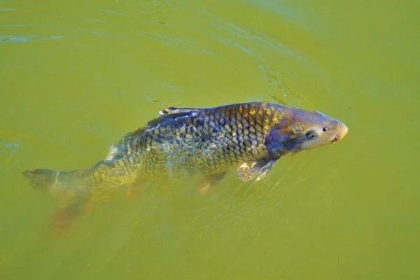 鲤鱼对水质要求高吗，对水质的要求比较低