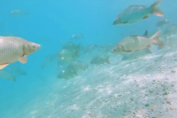 鲤鱼对水质要求高吗，对水质的要求比较低